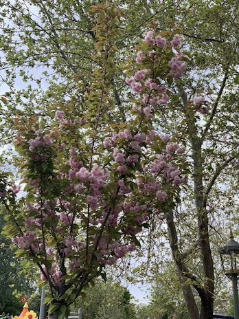 A whimsical illustration of children playing under a giant blooming tree, full of vibrant colors.