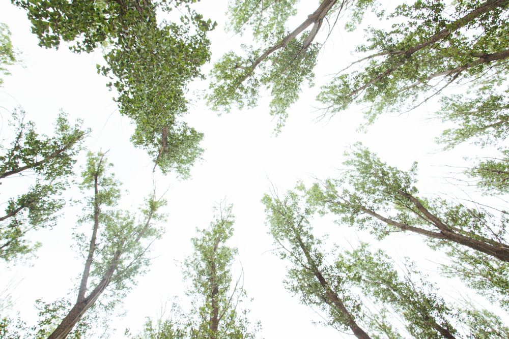 looking up at trees