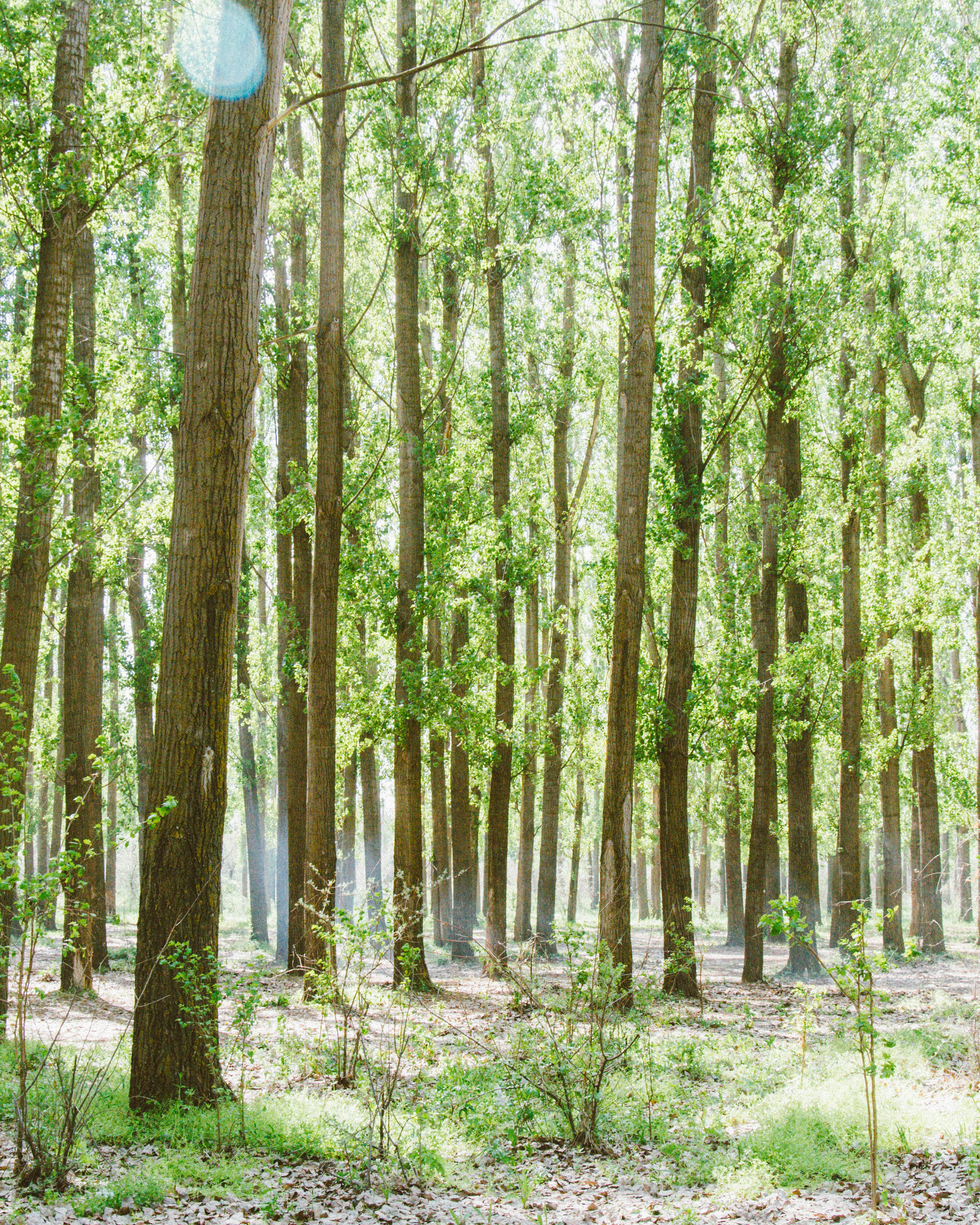 A forest of trees photo – Free Tree Image on Unsplash