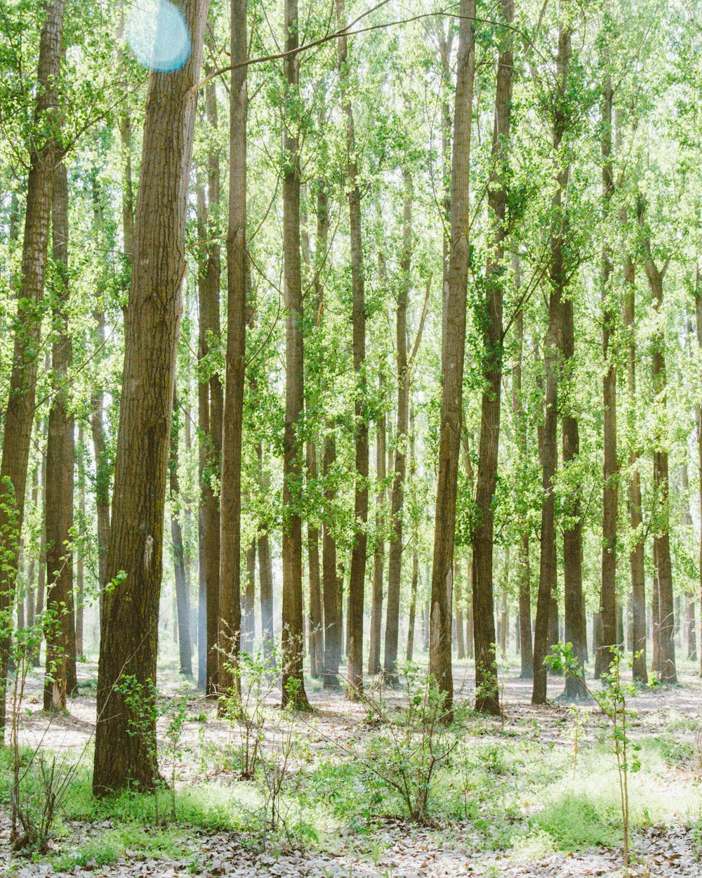 Una foresta di alberi