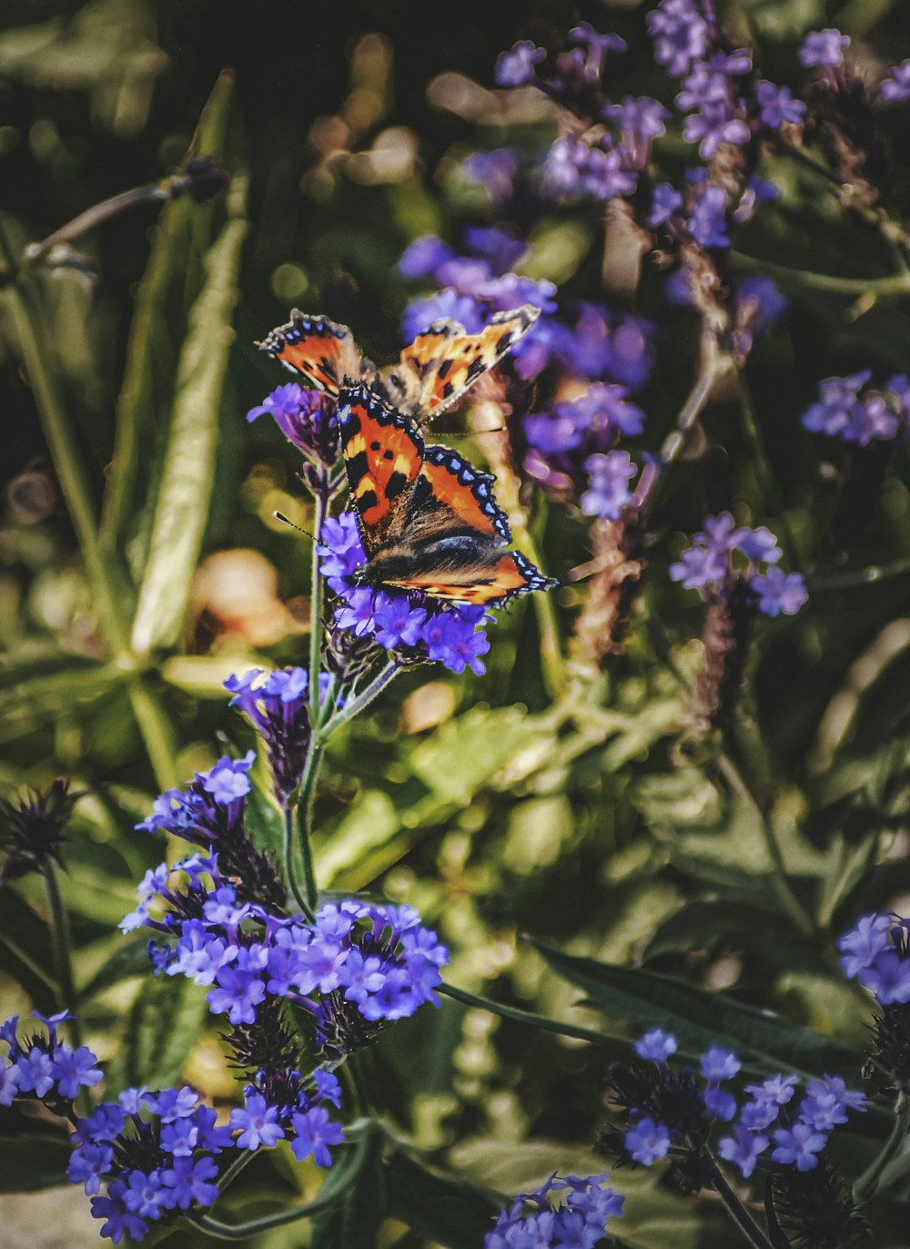 a butterfly on a flower