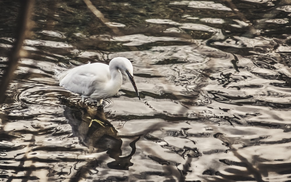 a bird in the water