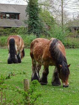 Two large draft horses with long manes and tails are grazing in a green pasture. The foreground features some bushes and a wooden post. In the background, there is a house with a tiled roof surrounded by tall trees and dense vegetation.