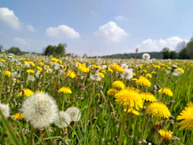 a field of yellow flowers