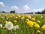 a field of yellow flowers