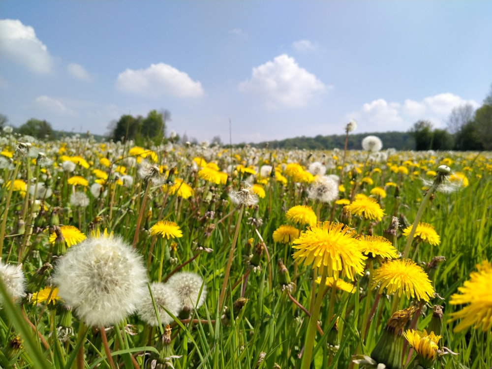 a field of yellow flowers