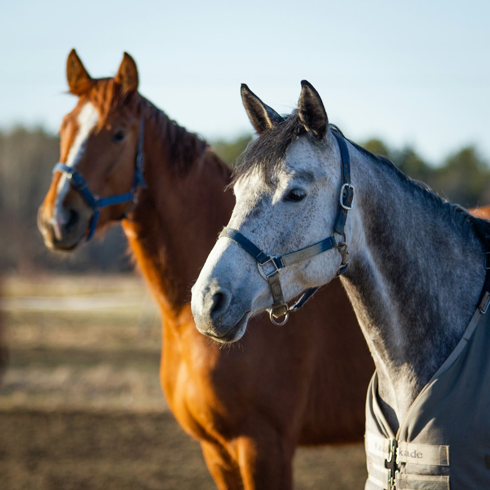 a group of horses