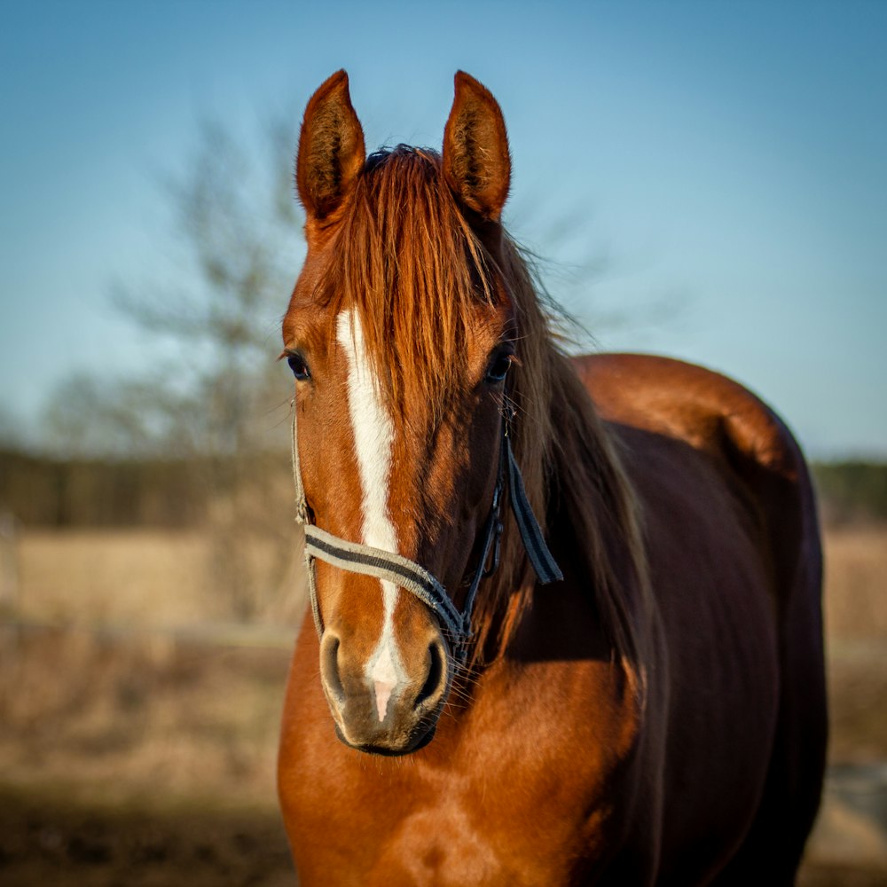 a brown horse with white spots