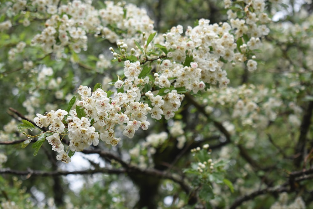 Un árbol con flores blancas