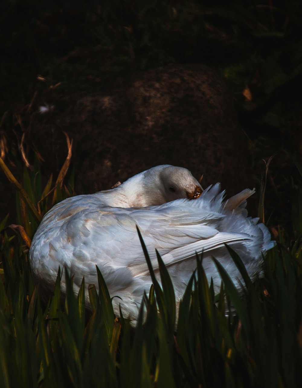 a bird lying on a white bird