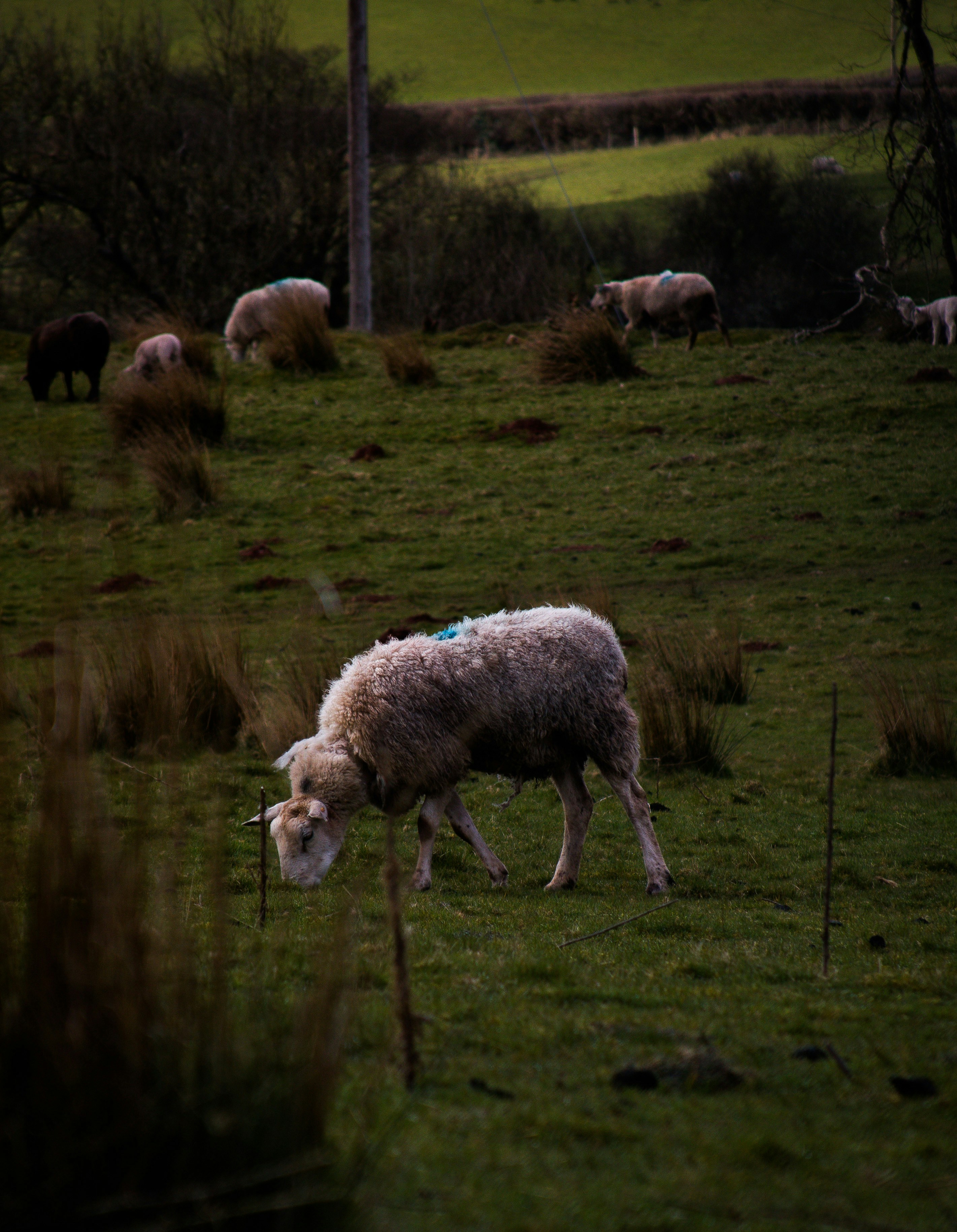 sheep grazing in a field