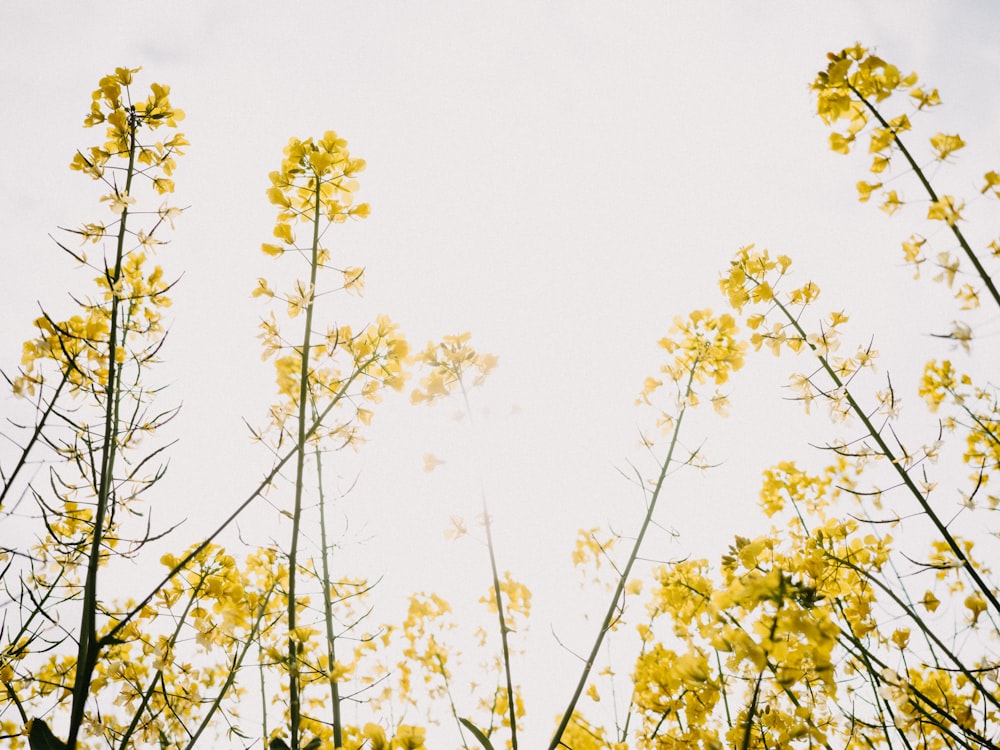 a group of yellow flowers