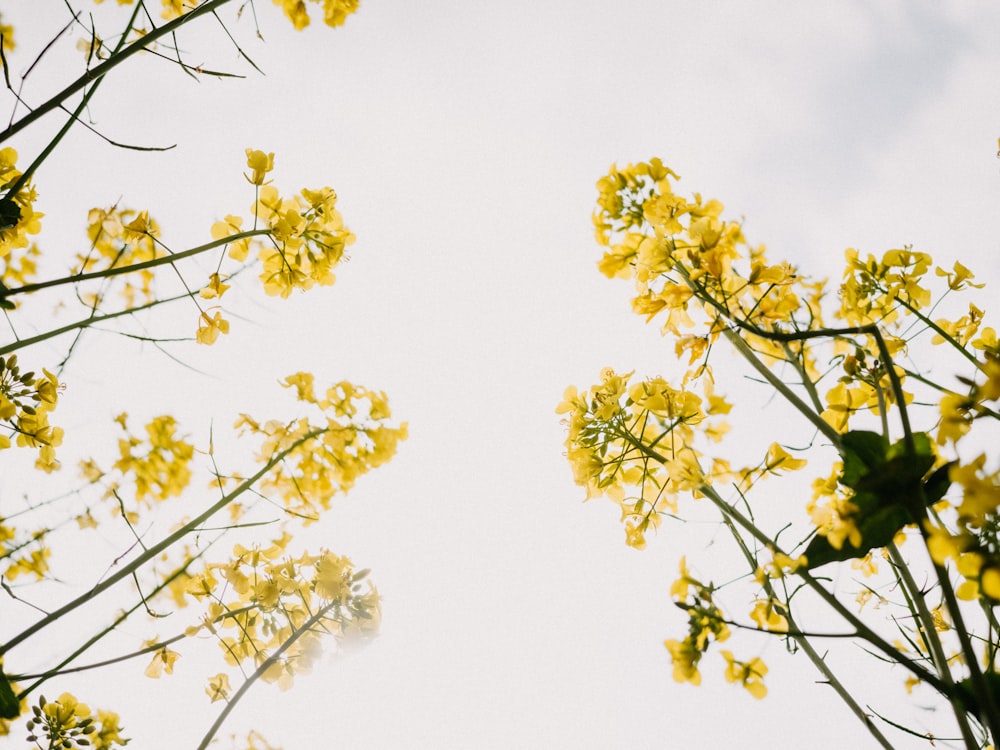 a tree with yellow flowers