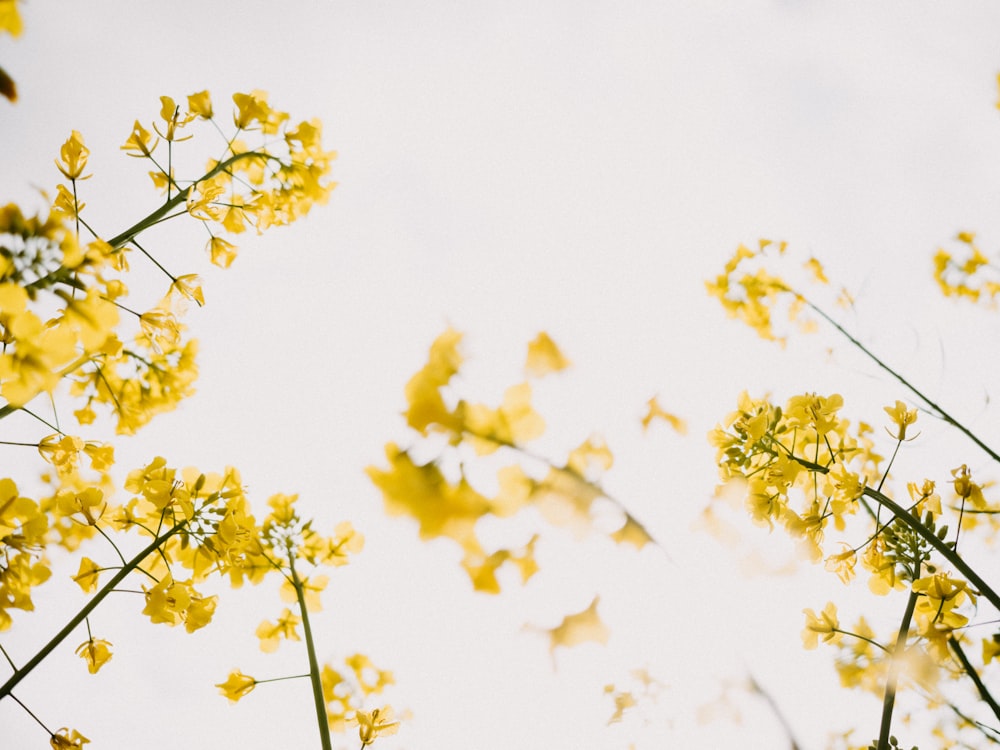 um close-up de algumas flores