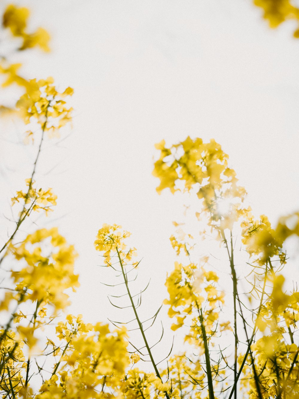 um close-up de algumas flores