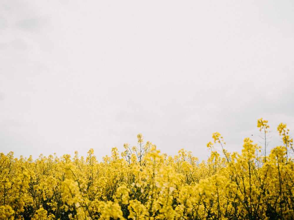 a group of trees with yellow flowers