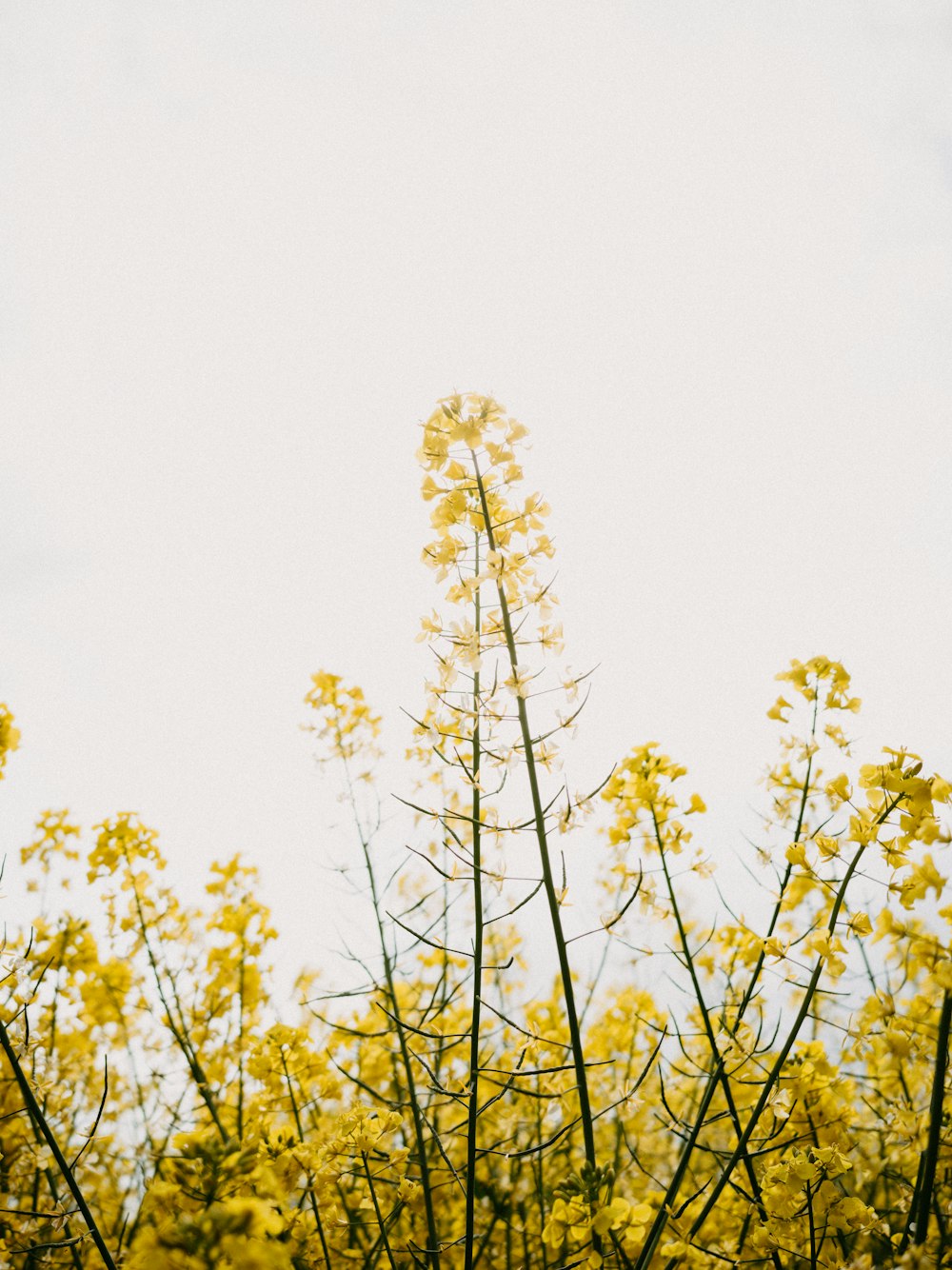 a close-up of a plant