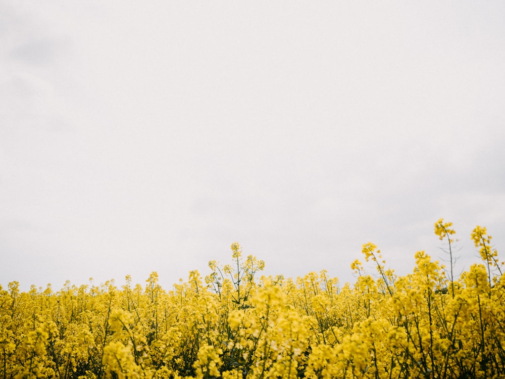 a group of yellow flowers