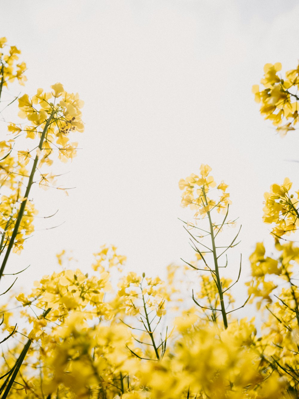 a close up of some flowers