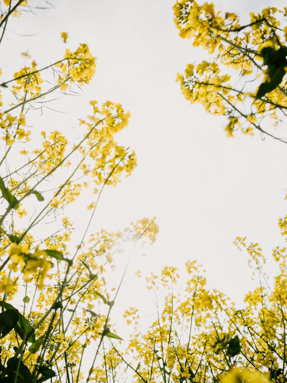 a group of yellow flowers