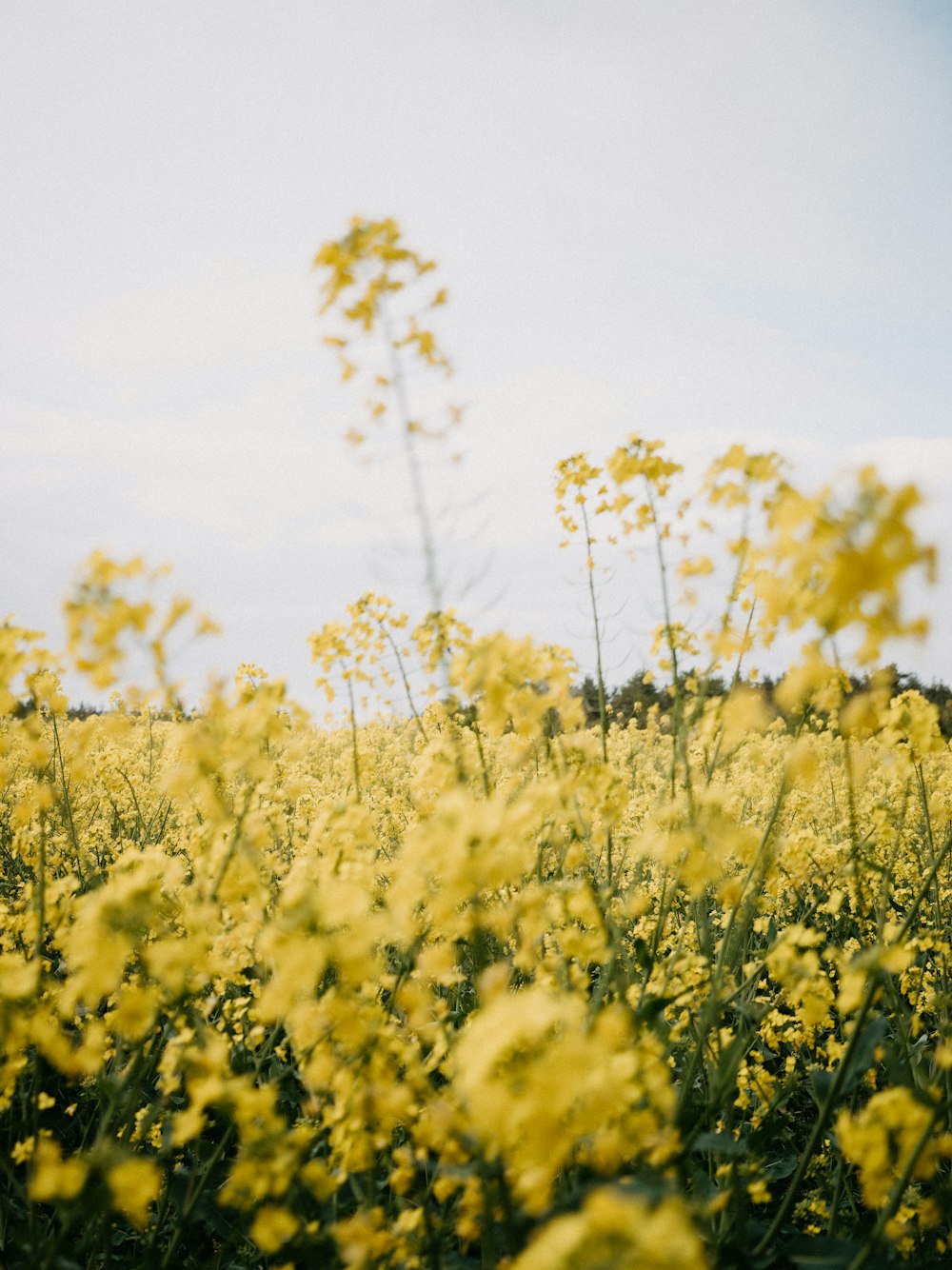 um campo de flores amarelas