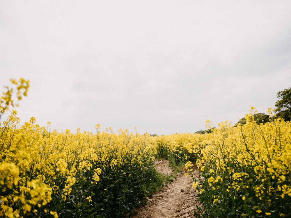 a dirt road surrounded by yellow flowers