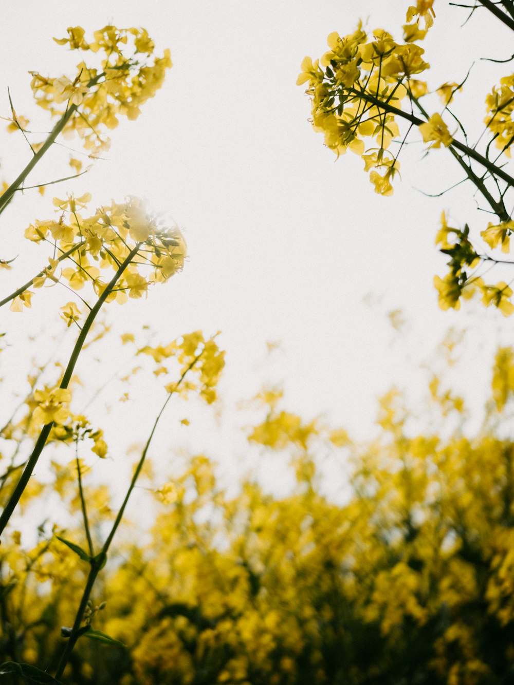 a close up of yellow flowers