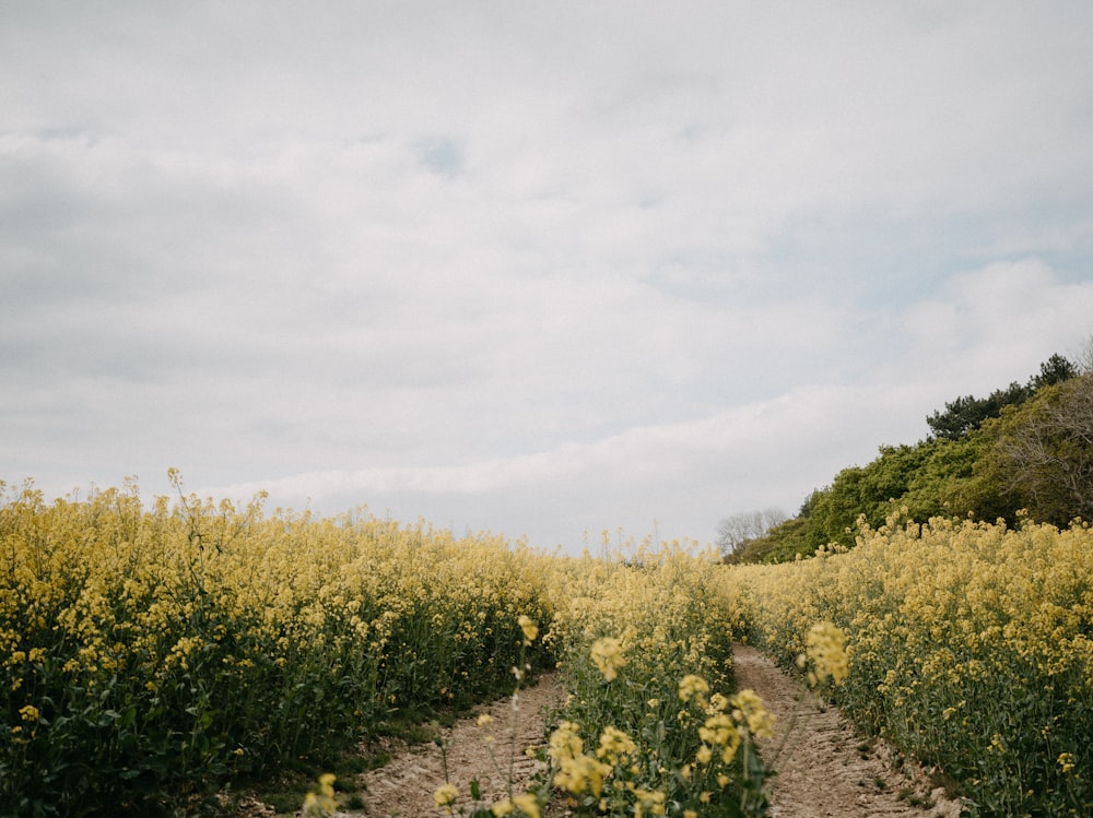 a dirt road through a field of flowers