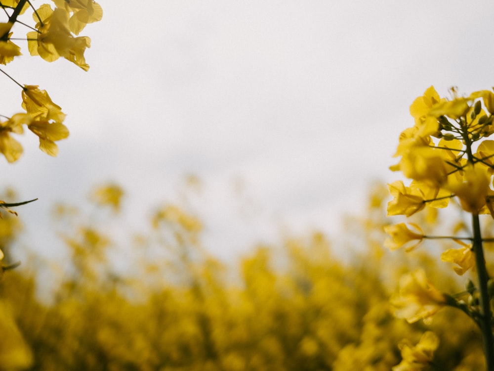 a close up of yellow flowers