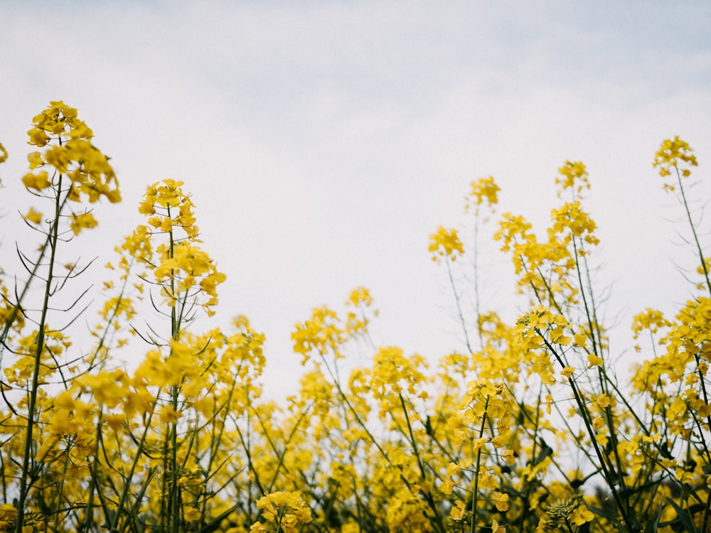 um grupo de flores amarelas