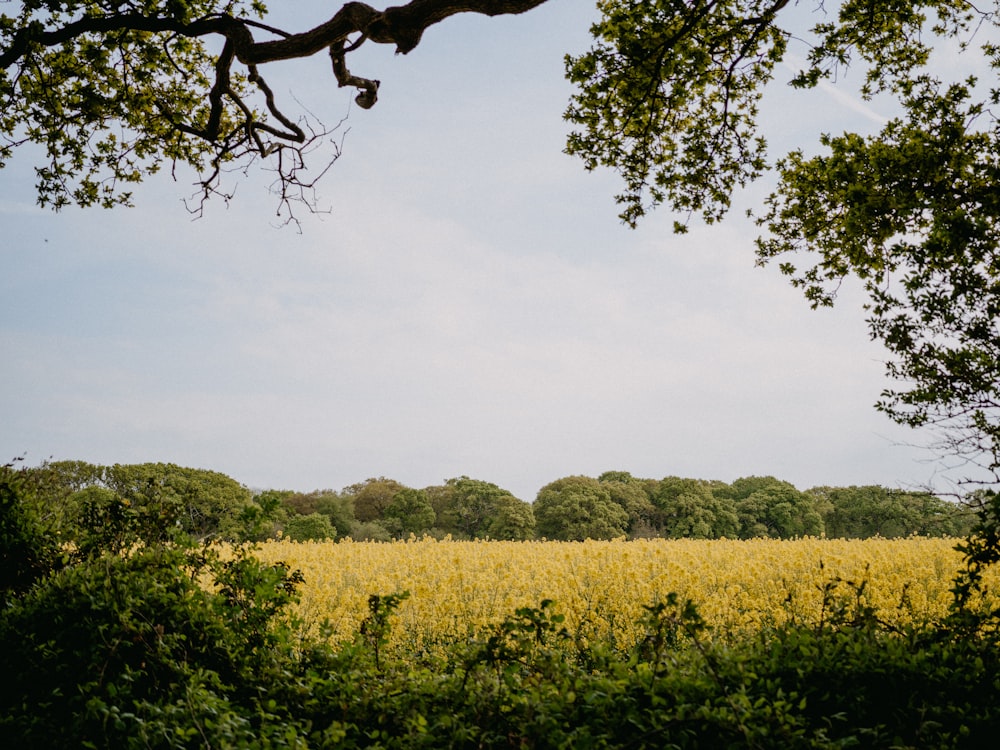 a field of yellow flowers