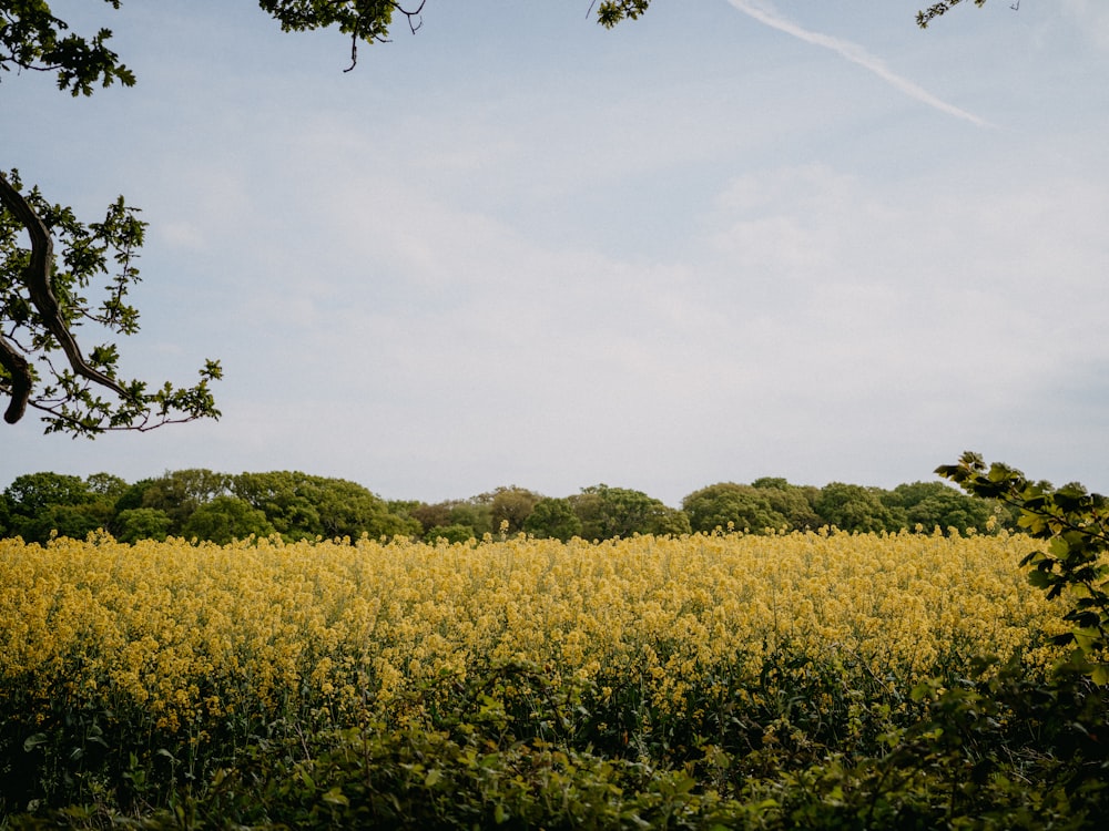 a field of yellow flowers