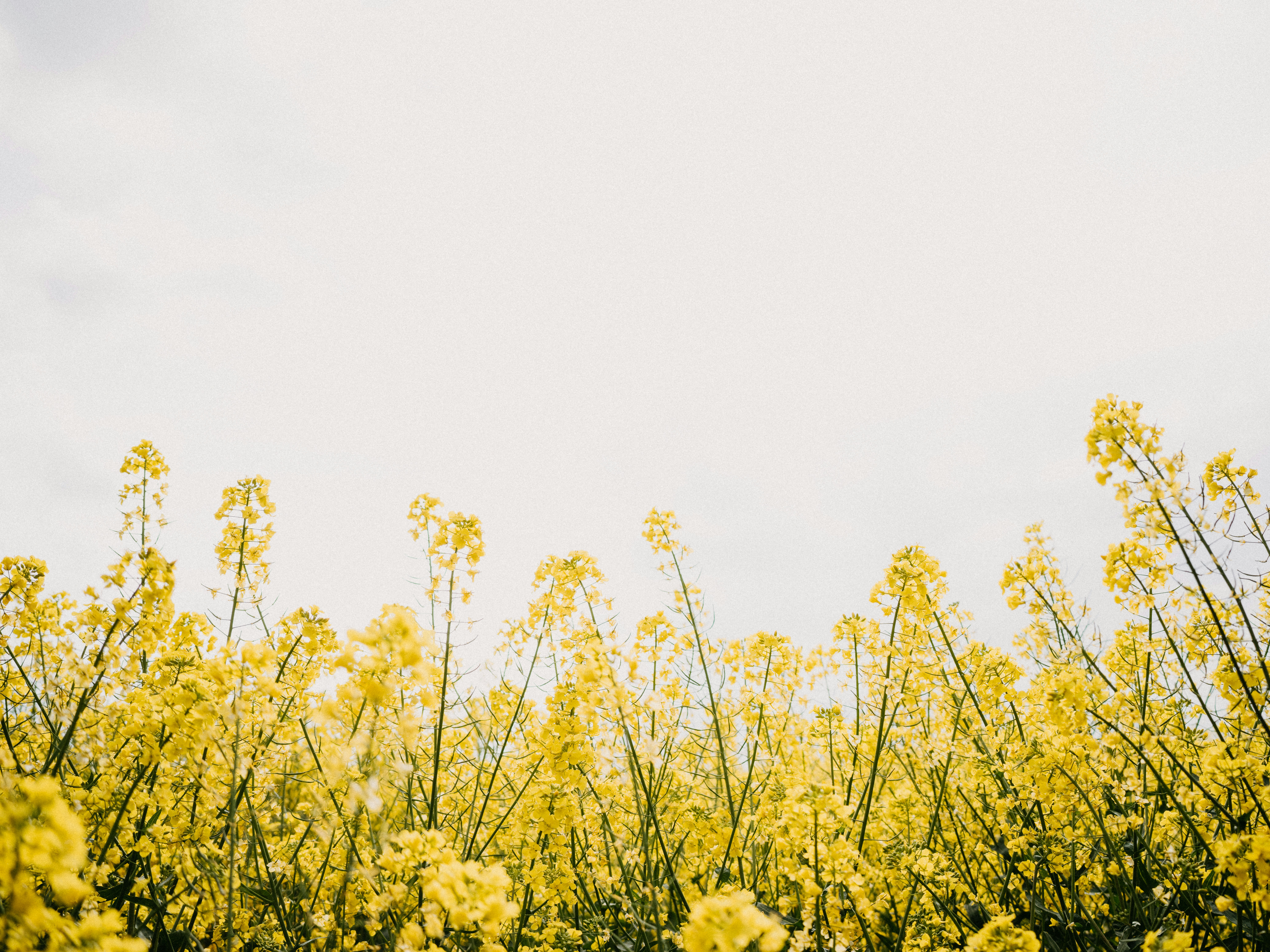 Photo by anniespratt