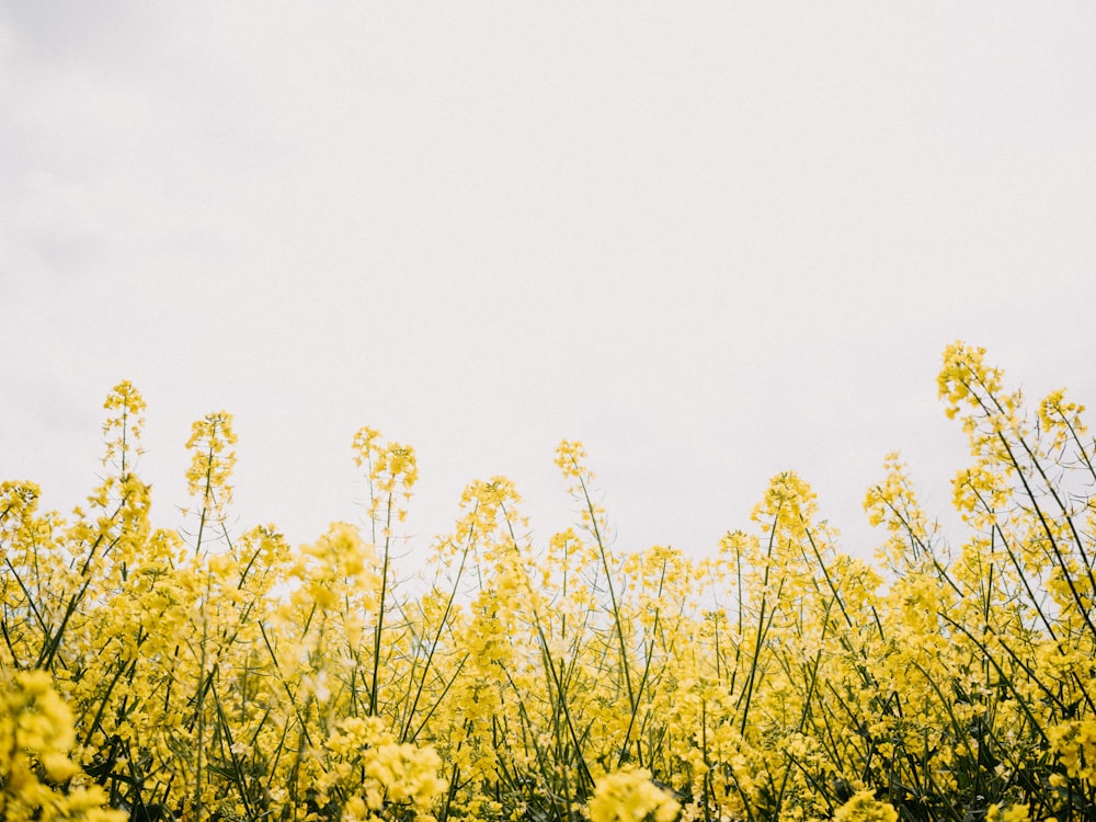 a group of yellow flowers