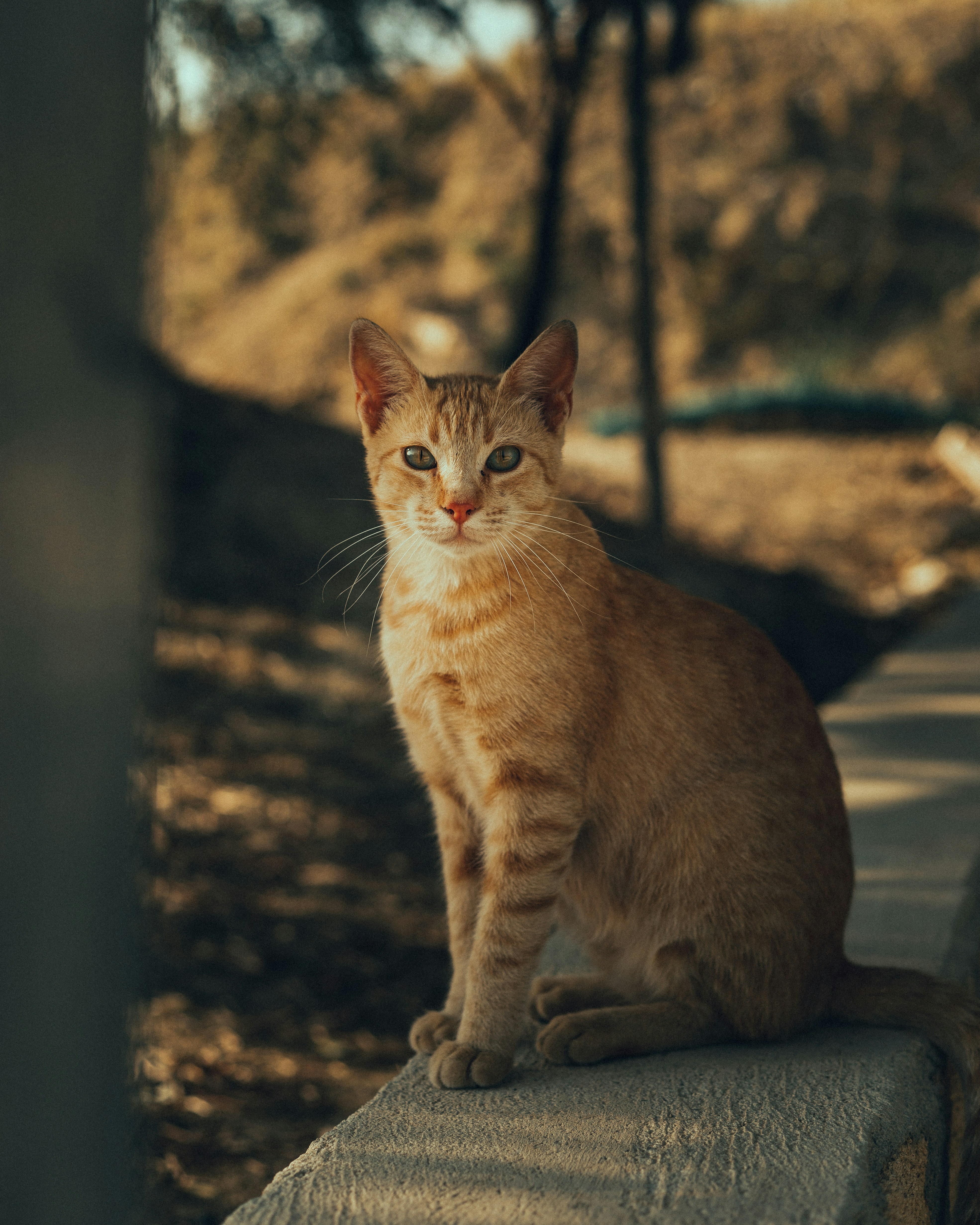 a cat sitting on a ledge