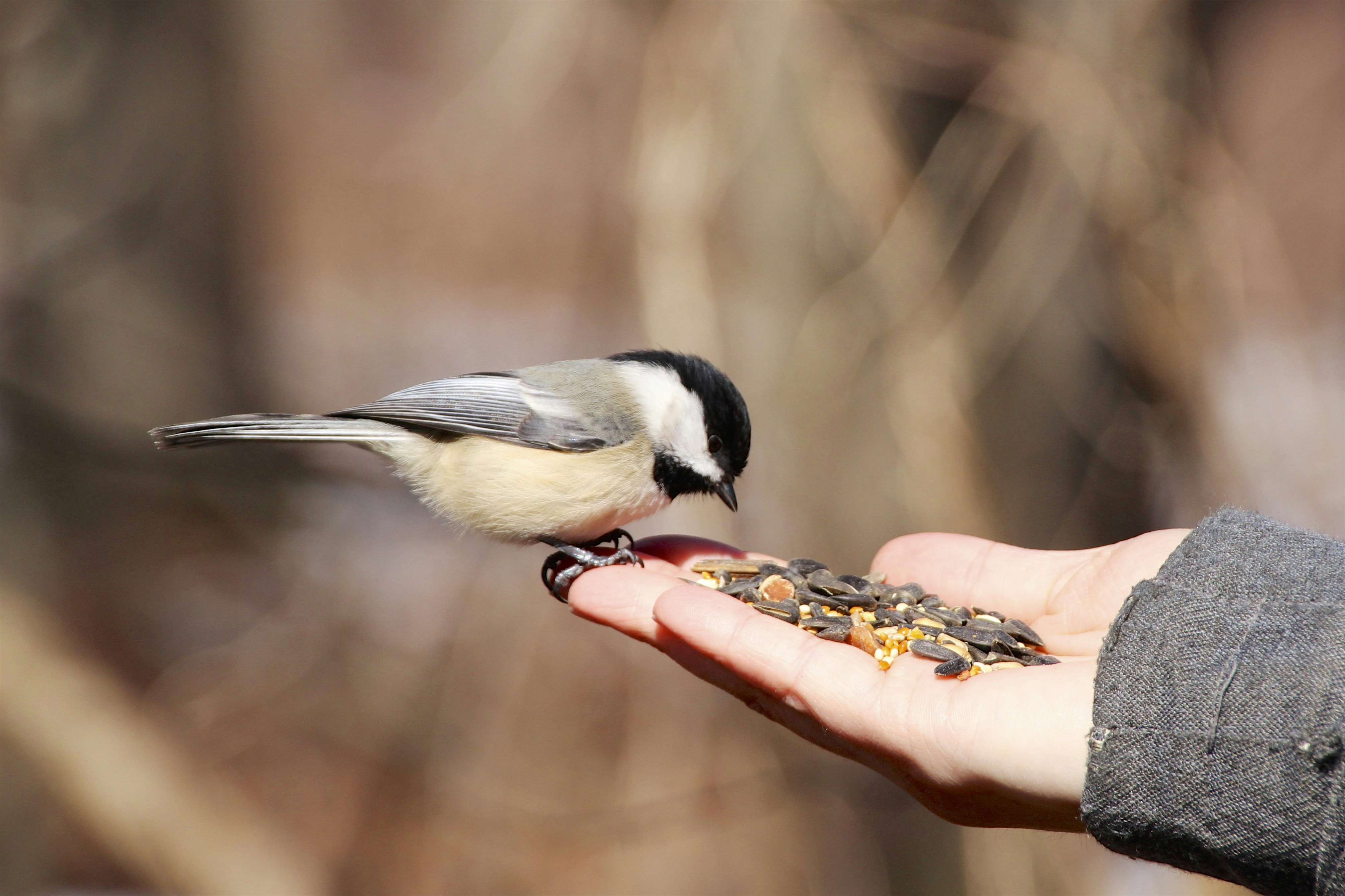 a bird on a person's hand