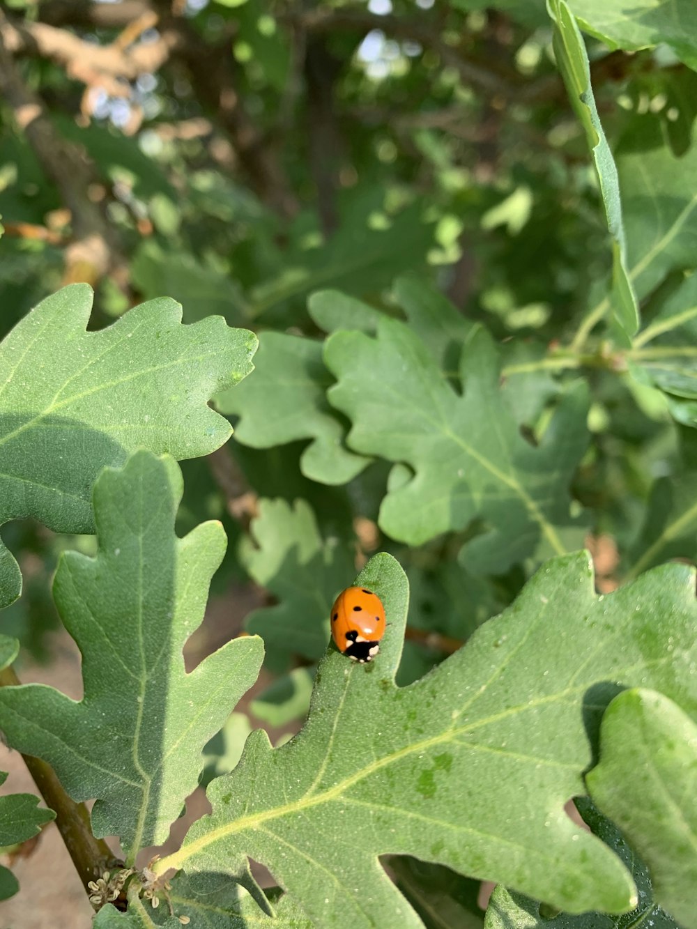 a ladybug on a leaf