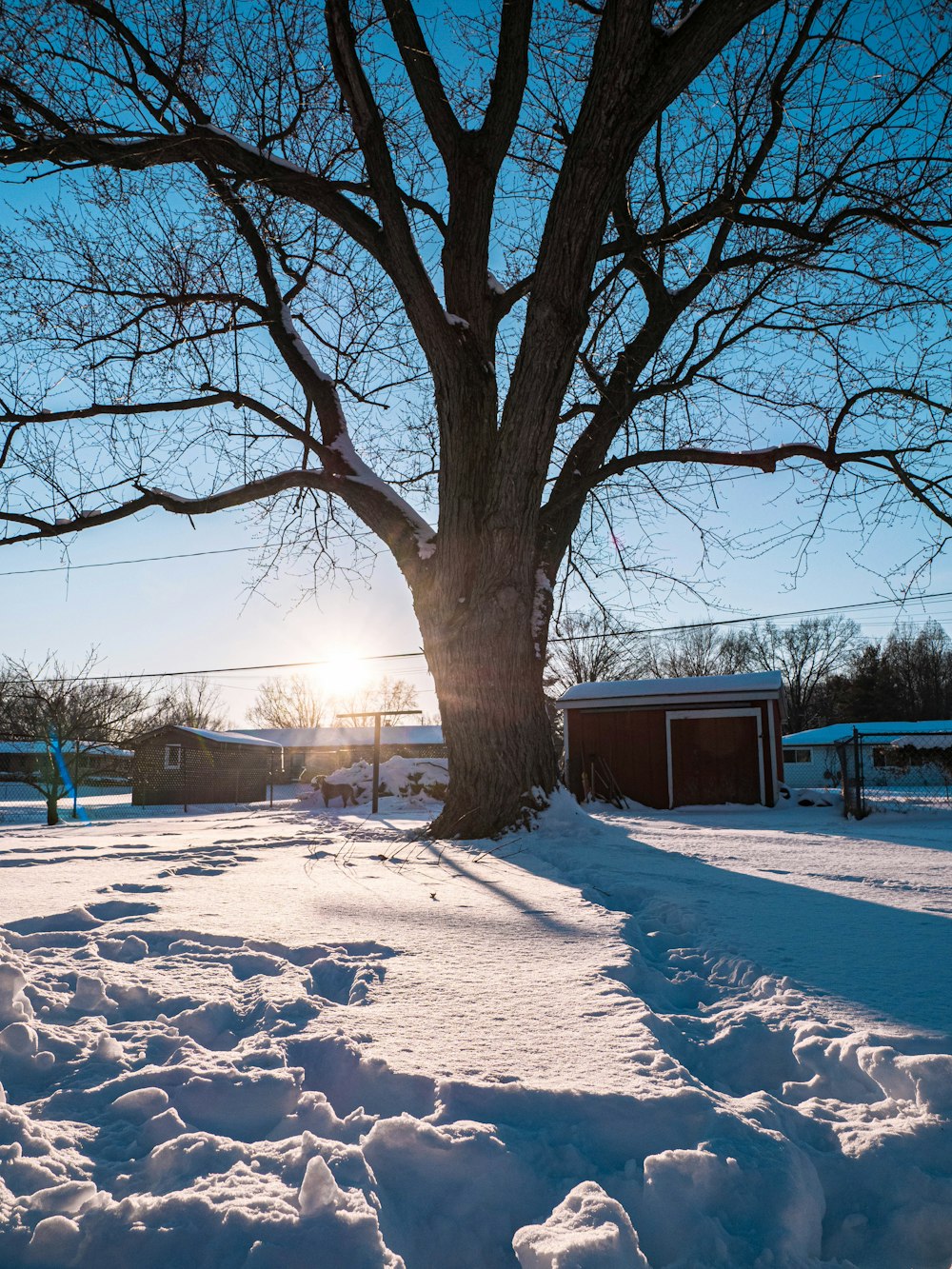 a tree in a snowy area