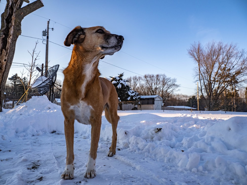 um cão em pé na neve