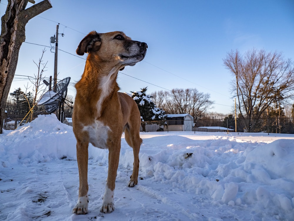 a dog standing in the snow