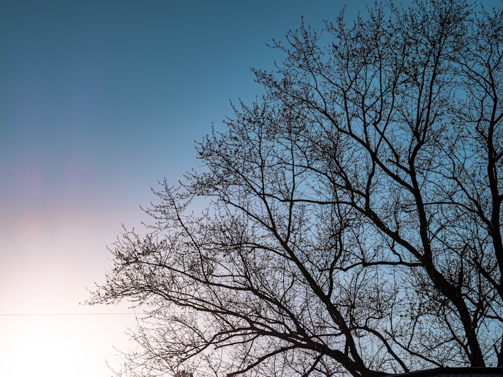 a close up of a tree