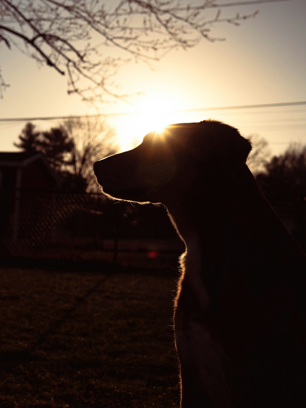 um cão olhando para o pôr do sol