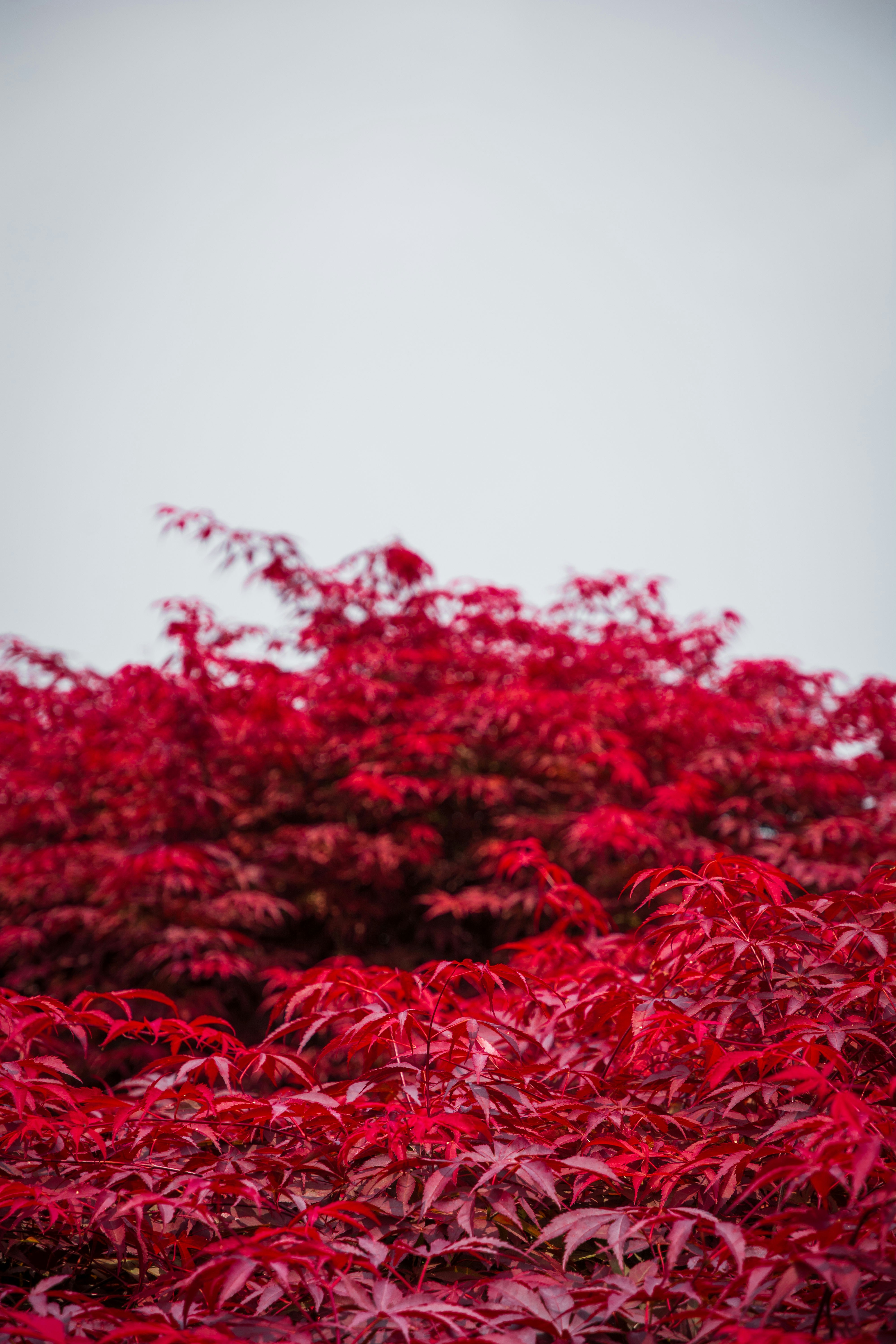 Un arbre aux feuilles rouges photo – Image gratuite de Fond de ciel sur ...