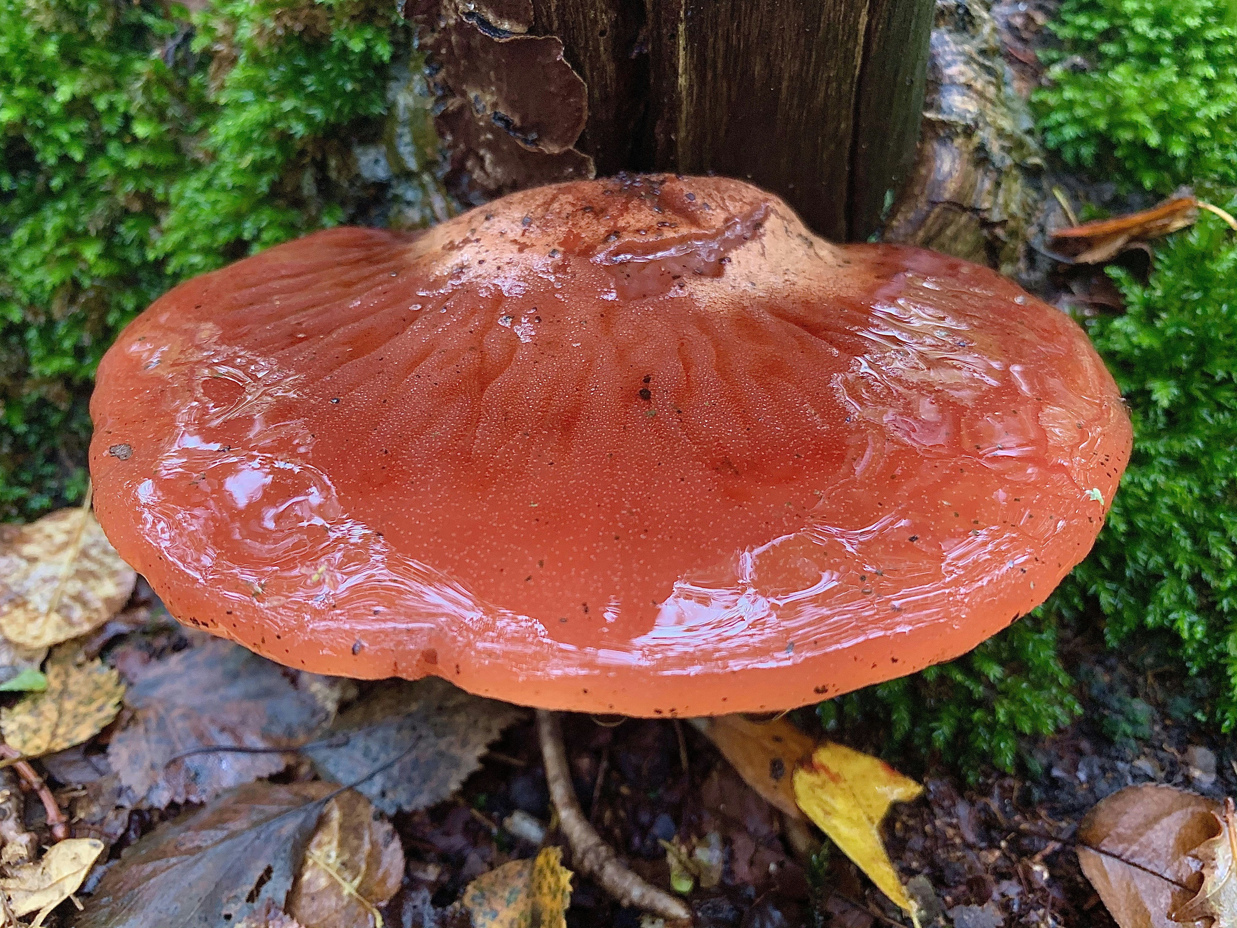 Cuerpo fructifero maduro de Ganoderma lucidum