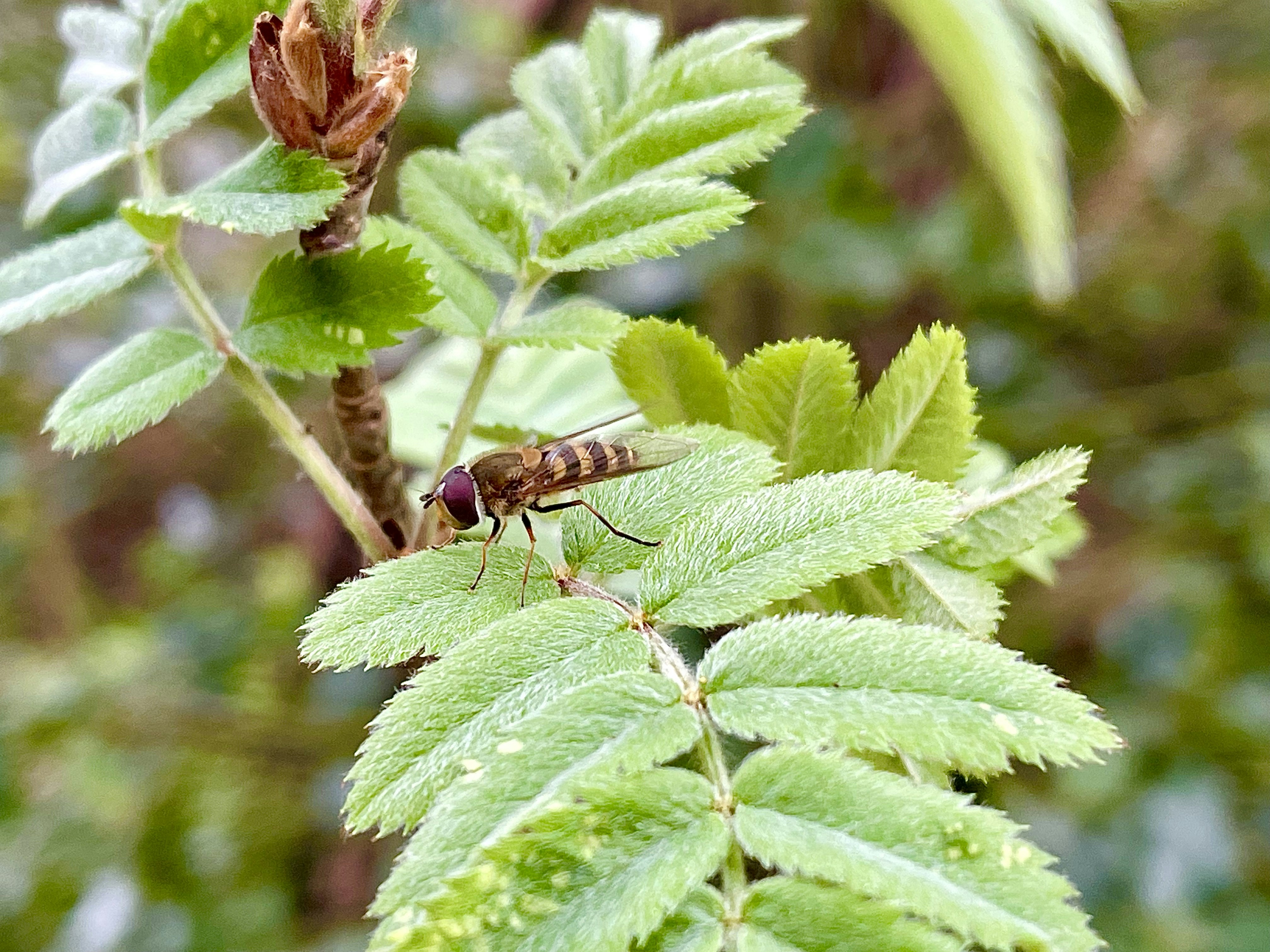 a bug on a leaf