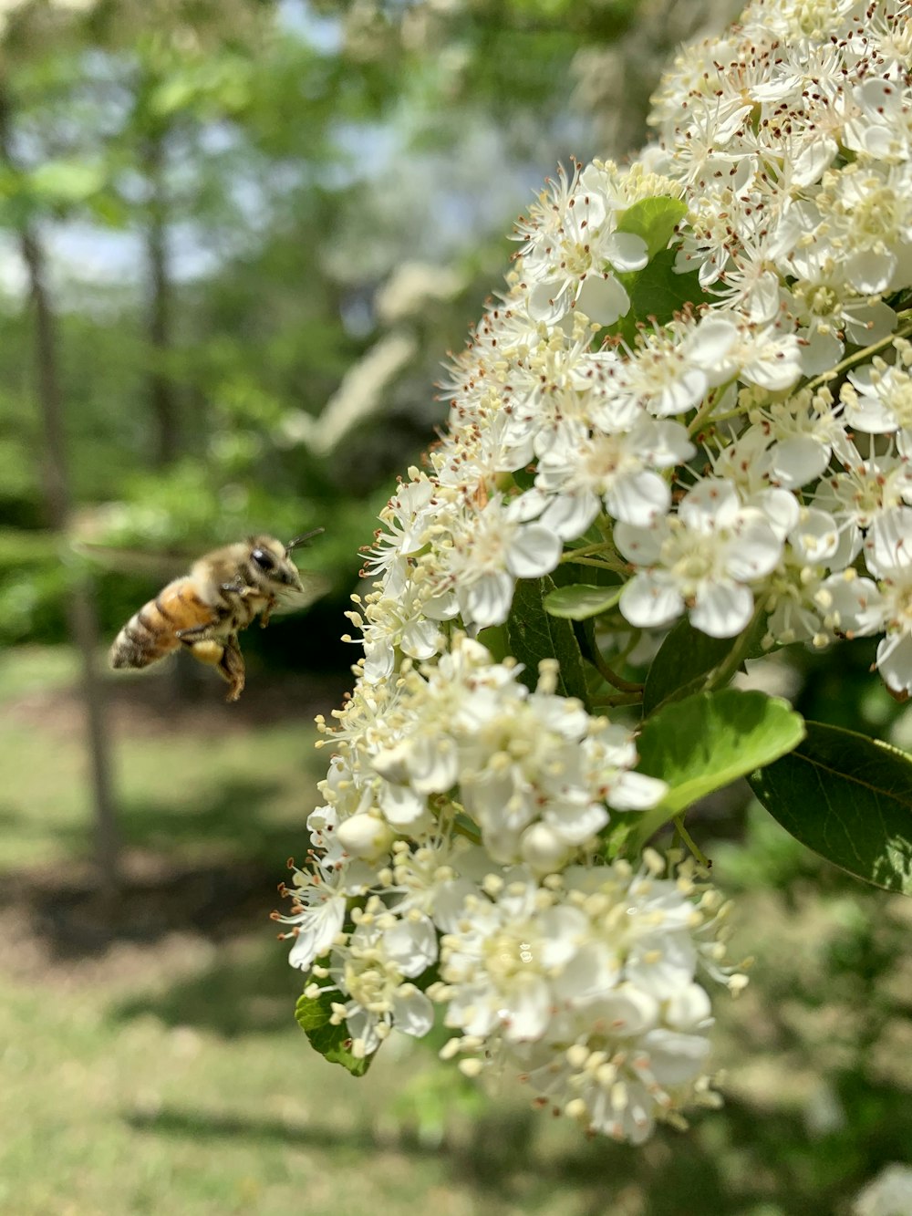 a bee on a white flower