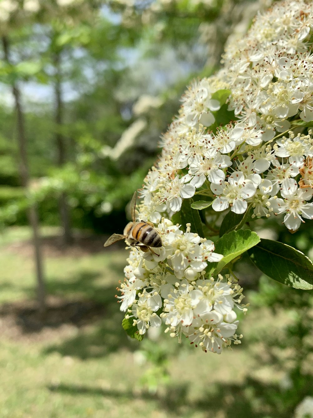 a bee on a white flower