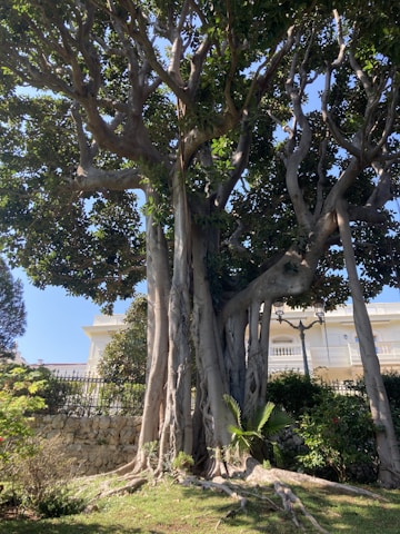 A large, ancient tree with a thick, twisting trunk and sprawling branches stands in a garden. The tree is surrounded by lush greenery and is situated in front of a stone wall and a grand white building. The scene is bathed in sunlight, casting shadows on the grassy ground.