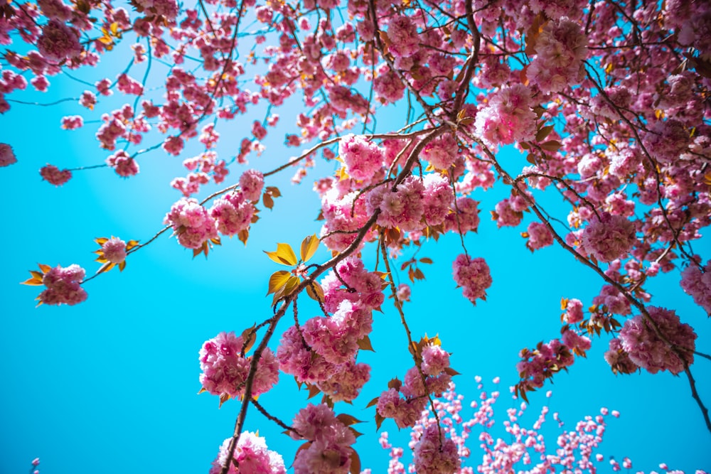 pink flowers on a tree