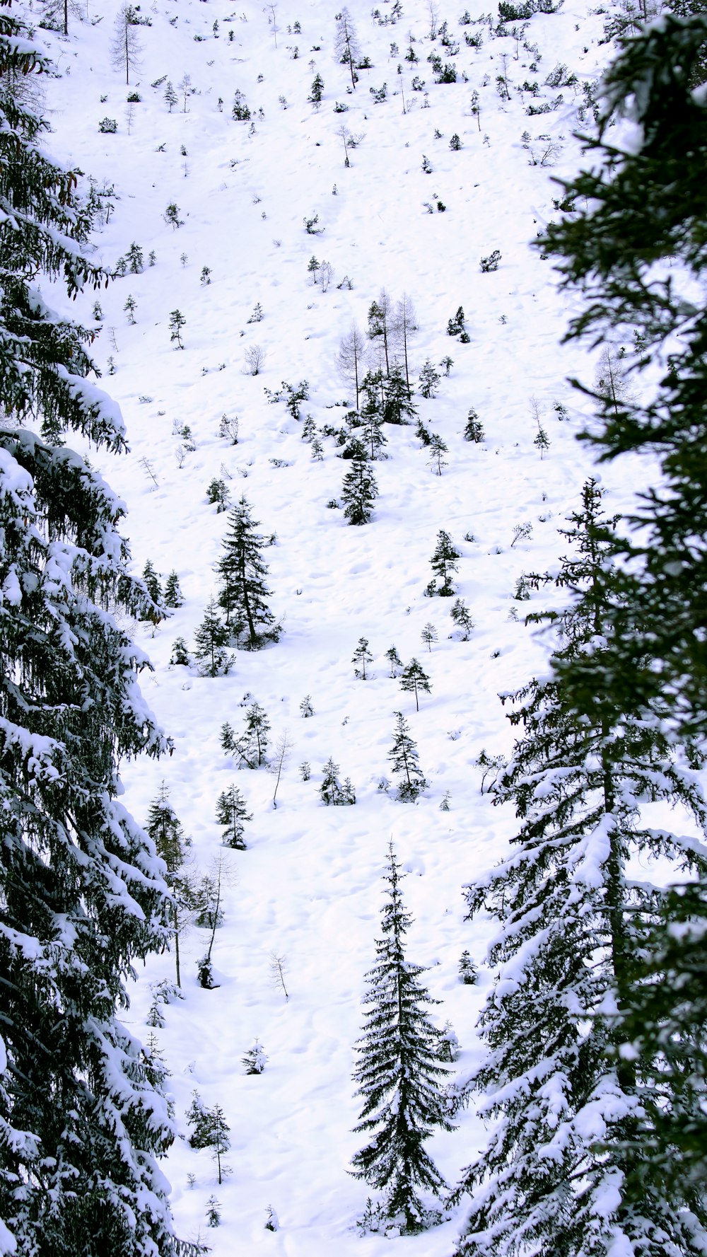 um grupo de árvores cobertas de neve